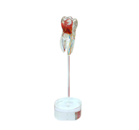 TOOTH MODEL O-TYPE - прозрачная модель зуба